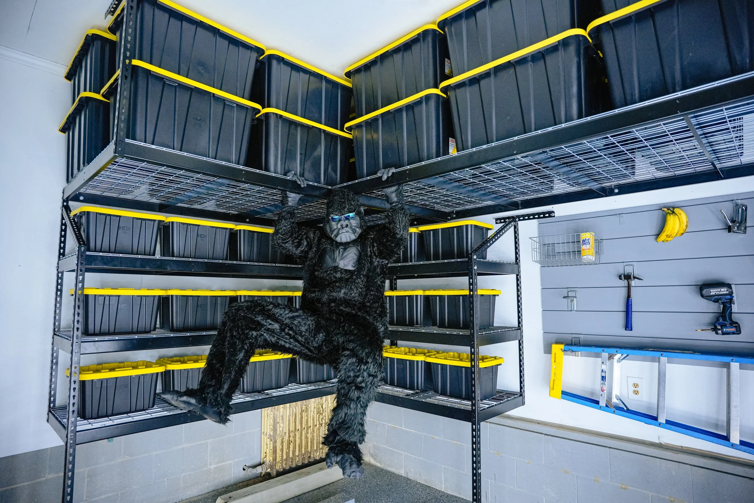 Gallery — GorillaRaxx